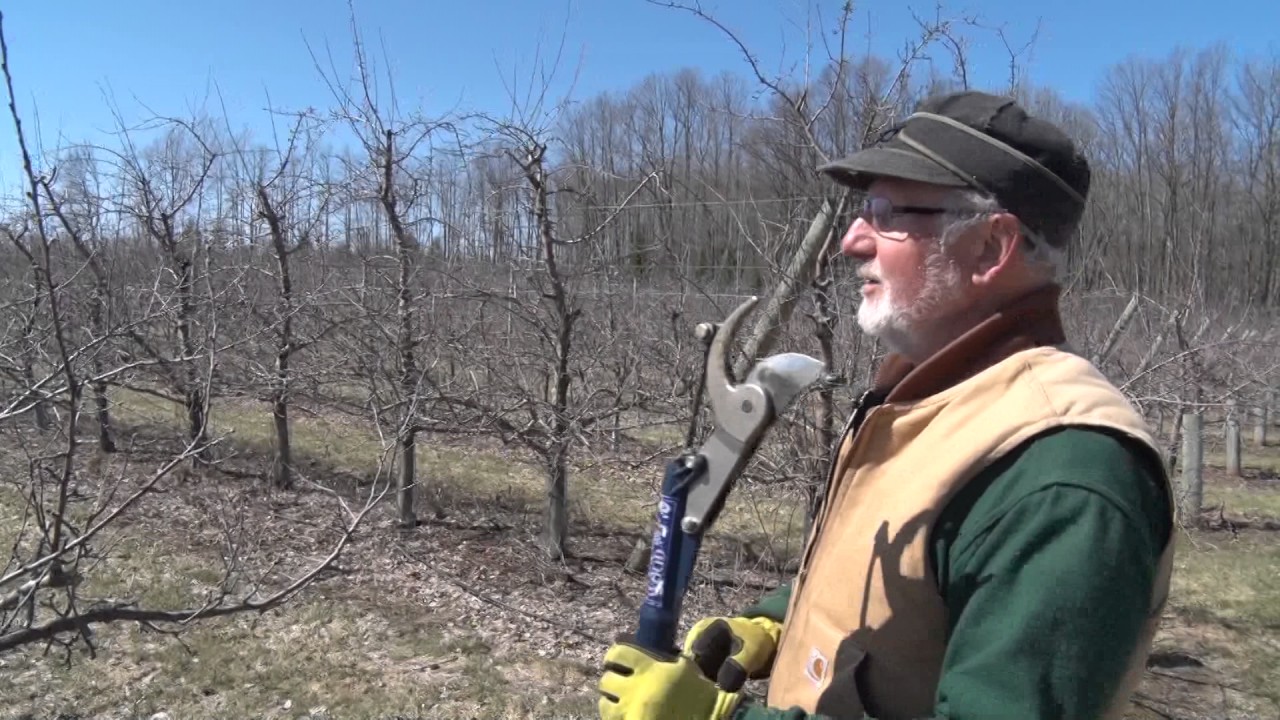 Discovering - Pruning Apple Trees