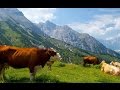 #1242. Коровы и буйволы (В мире животных) 