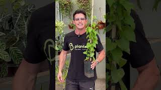 V&iacute;deo do produto