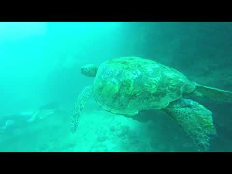 Sea Turtle in tunnel