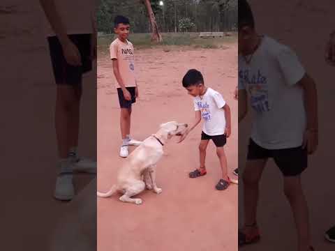 Leo #petlover #pets #dog #dogbreed #puppies #puppy #puppyvideos