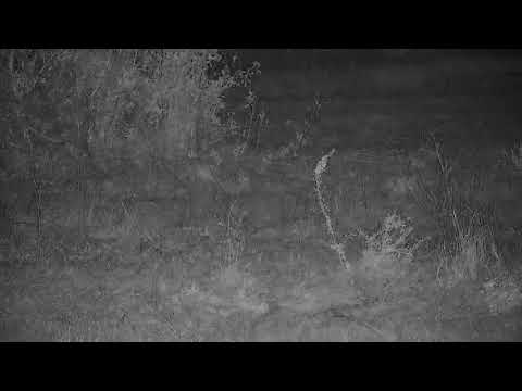 Djuma: Large-spotted Genet on the prowl for a meal - 19:67 - 11/10/21