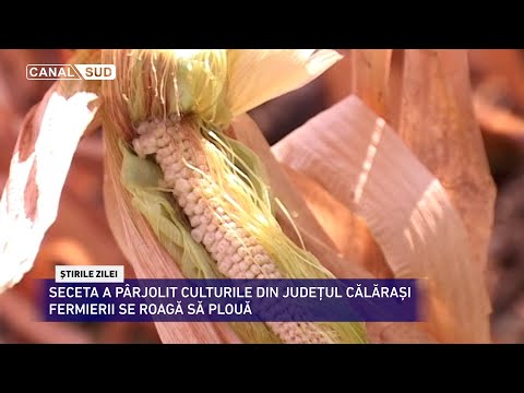 CANAL SUD / SECETA A PÂRJOLIT CULTURILE DIN JUDEȚUL CĂLĂRAȘI