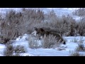 The Rise of the Black Wolf