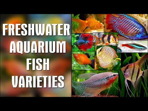 FRESHWATER AQUARIUM FISH VARIETIES