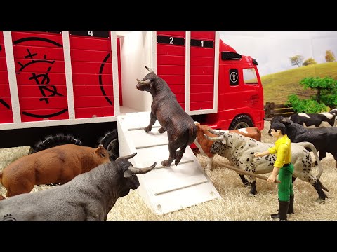 Taking the bulls / Toros/Tori/Bulls