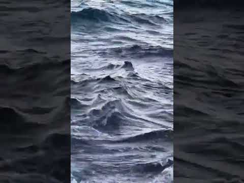 海藻を食べたいが浅い。満潮時しか食べれない。それでシンクロナイトスイミングのように逆立ちして、海藻を食べている寒グレ。これは南紀は冬の風物詩。海藻は波打ち際に生える為、この状態でしか食べれないのです。