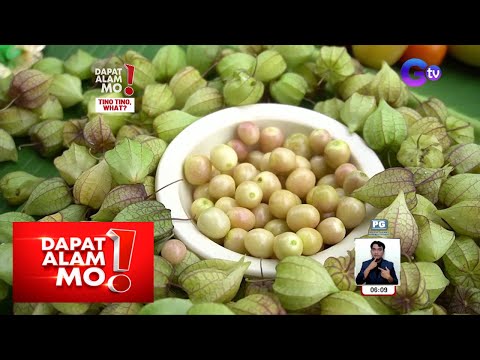 Halamang ‘tino-tino’, may health benefits nga ba o nakalalason ang bunga? | Dapat Alam Mo!