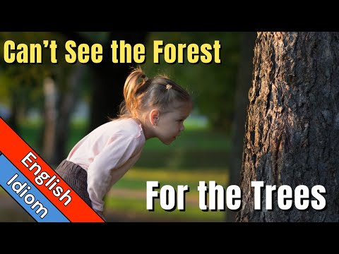 Can't See the Forest For the Trees Meaning | English Idioms