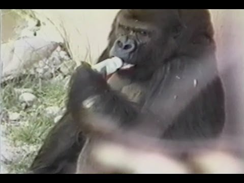 Gorila tomando biberón