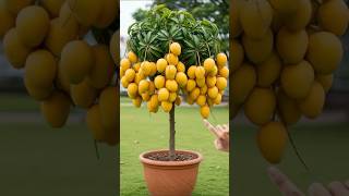 Download lagu Metode baru mencangkok pohon mangga menghasilkan lebih banyak buah dalam waktu singkat. #pencangkokan #mangga mp3 Download lagu Metode baru mencangkok pohon mangga menghasilkan lebih banyak buah dalam waktu singkat. #pencangkokan #mangga mp3