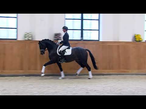 Hanke Trakehner Hengst