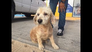 We need YOUR HELP to save 50 homeless dogs in Mexico who are in need of rescue transport….