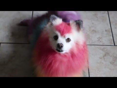 DIY/ FOOD COLORING MY OWN DOG!! RAINBOW