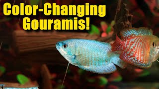 Color Changing Gouramis! 🌈🐟