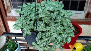 Best Shade Loving Plant - Fittonia / Nerve Leaf Plant || How to Grow and Care Fittonia Plant