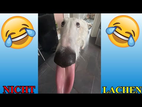 BEST OF VERSUCHE NICHT ZU LACHEN 2025 TEIL 4 !!! 🤣🤣🤣