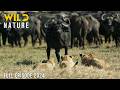WILD KALAHARI Challenges In The Land Of Predators Animal Documentary