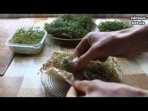 Kiełkowanie rzeżuchy + rzeżuchowe Pesto - Zdrowo Gotuje odc. 20