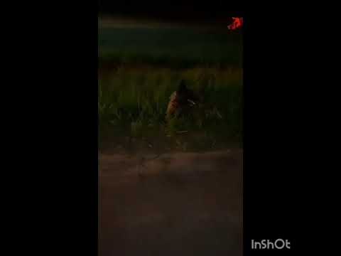 Esquadrão antibombas encontra artefato explosivo em Linhares