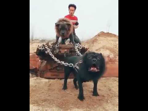 Dangerous breed between { Pitbull } & { Lion } by Abdul Mateen Malik