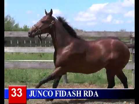 2016 -Lote 33 JUNCO FIDASH RDA   Zangao Fidash Sa x Capitana Special RDA Sampa Special RDA