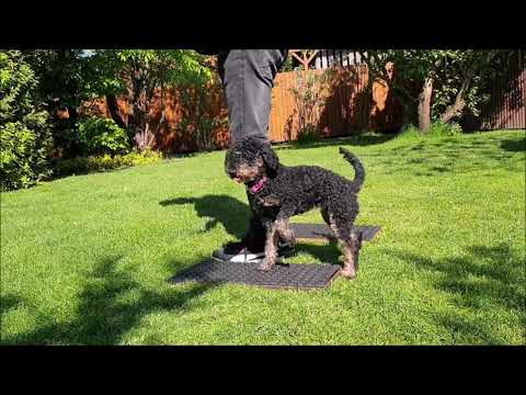 "Rückwärts-umrunden" von Wolfgang Steffens, DogLive Multitalent 2016