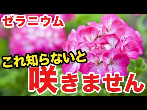 天然肥料を使ってゼラニウムを咲かせる方法