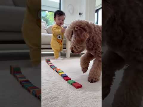 #萌寵出道計劃 #泰迪犬 #可愛的小狗狗 #0-3歲兒童啟蒙早教 #這也太萌太可愛了吧