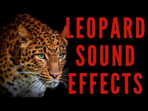 LEOPARD SOUND EFFECTS - Leopard Sounds | Maktub_ytv