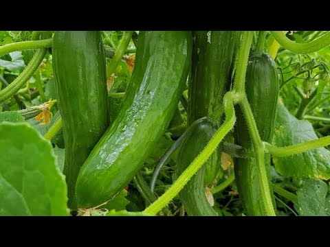 Cucumber Plant Growing Guide | How to Grow Cucumbers Step by Step