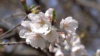 今年の桜