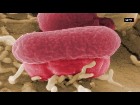The dangers of E. coli