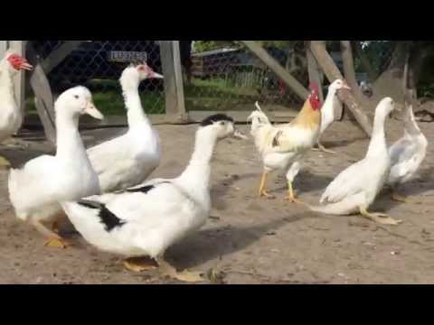 Zwierzęta na lubelskiej wsi 3