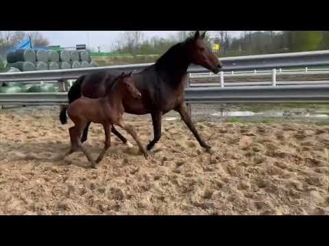 Stutfohlen von Feliciano/Worldly - For Sale