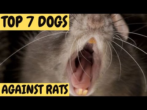 Top dog breeds for eliminating rats