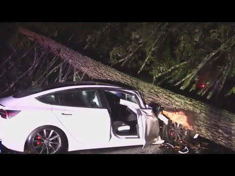 Tree crashes into Tesla in San Mateo County