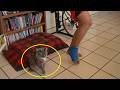Hilarious Cats Like To Mimic Their Owners Funny Cat And Human Videos