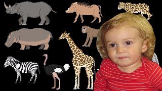 The Kids Picture Show Savanna Animals - Book Version Oskar&#39;s Video Response Response