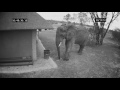 Elephant Caught On CCTV Cleaning Up The Trash