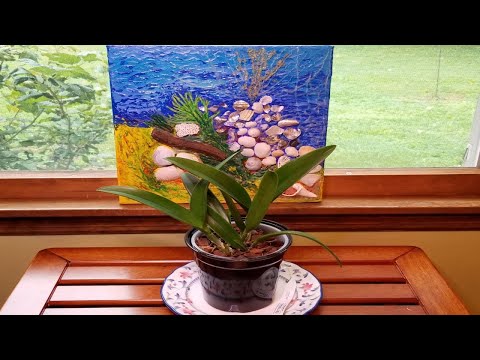 Watch Me Repot My 2 New Cattleya Bag Babies!  Watering Tips for the 1st Week