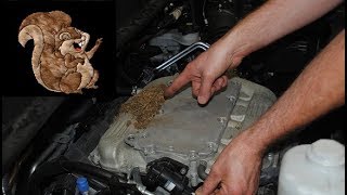 Prevent Squirrels Rodents from Eating Car Engine Parts and Hoses