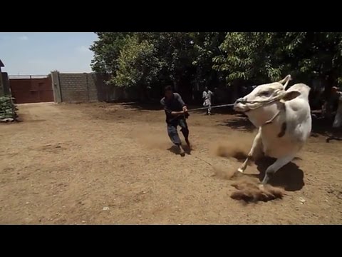 angry bull on eid ul azah - funny video