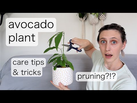 , title : 'AVOCADO PLANT CARE | Prune with me... pretty please... it's scary'