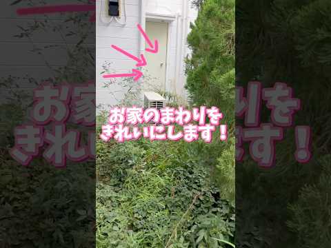 緑の風景にコントラストを加えるために庭に植える赤いベリーの低木に関する 6 つのアイデア  庭園