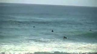 preview picture of video 'Surf entre delfines'