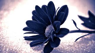 Chris Rea - September Blue