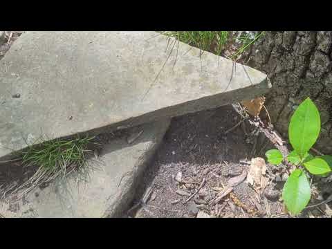 Carpenter Ants Roaming Around the Flower Beds in Jackson, NJ