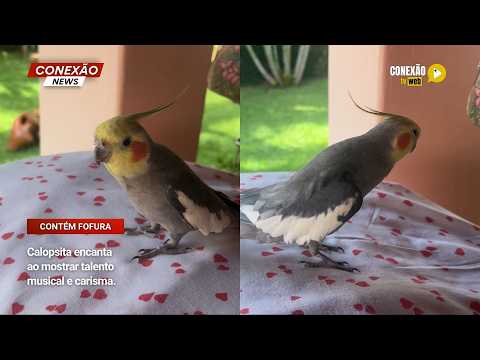 Vídeo: Calopsita encanta ao mostrar talento musical e carisma.