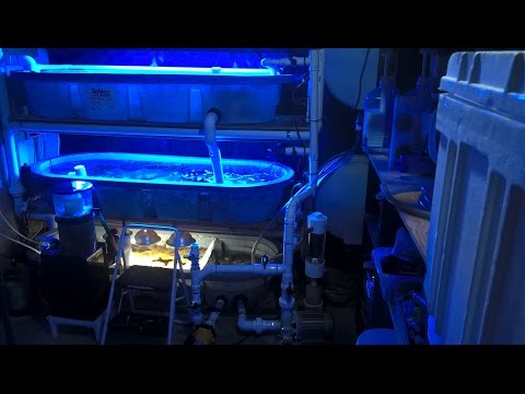Plumbing my 210g Reef Tank with Basement Sump and Frag Tanks